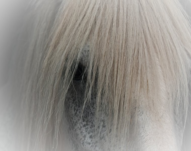 1st: Glen Colliton - The White Horse