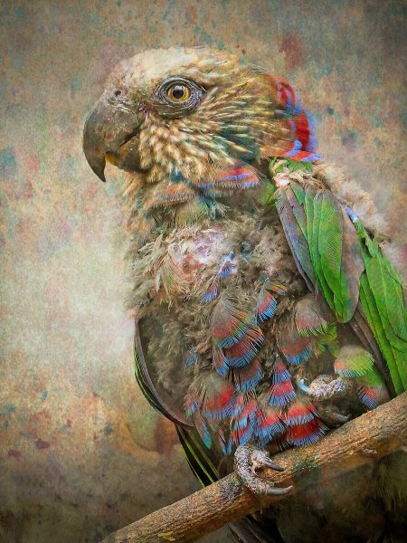 1st Colour: Jo Monro - Tatty Parrot