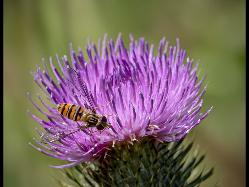 1st: Phil Moorhouse - Hoverfly on thistle