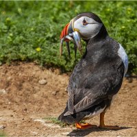 HC: Steve Crampton - Puffin with sand eels