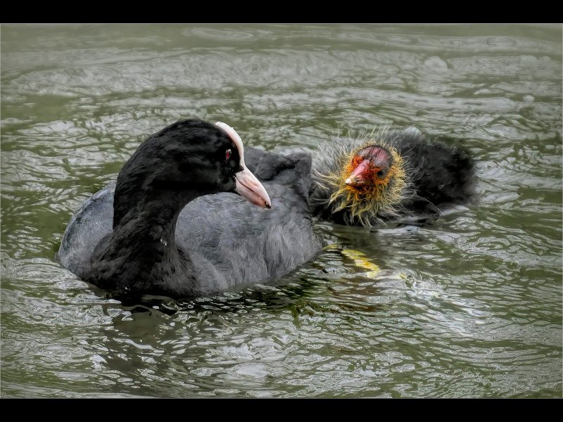 1st Jo Monro: Coot with Chick