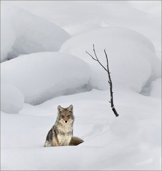1st: Bob Breach - Coyote in snow