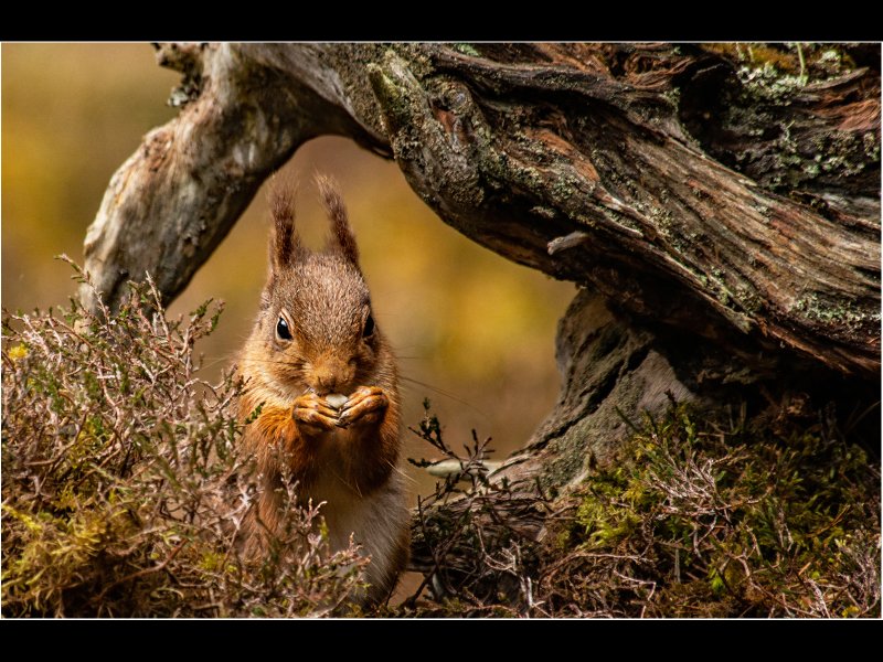 1st Dave Venables  Red Squirrel