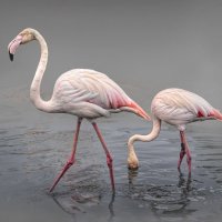 2nd Jo Monro - Flamingoes at Lo Pepin