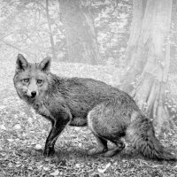 HC Jo Monro - Fox on the Prowl