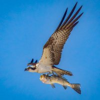 HC John Gaffney - Osprey with sea trout