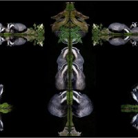 1st Joyce Rothschild - A Kaleidoscope of Badgers
