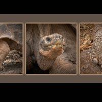 C Bob Breach - Giant tortoise