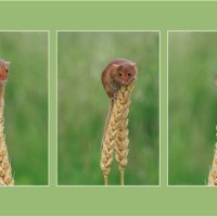 C Ruth Martin - Harvest Mice