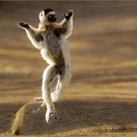 HC Deji Okubadejo - Verreauxs Sifaka