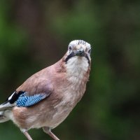 The blue jay