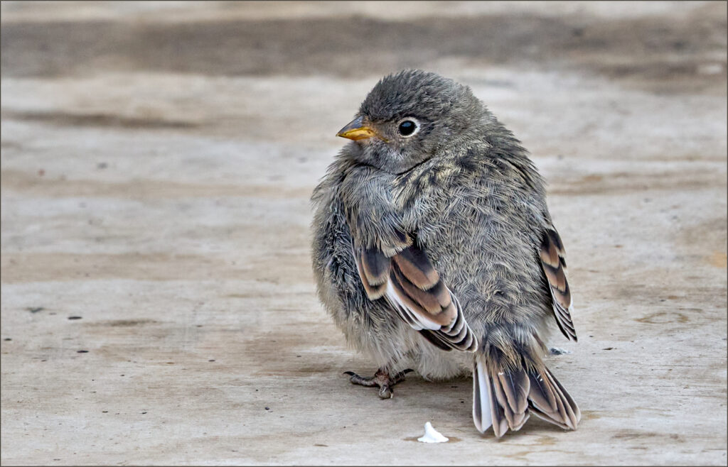 Bob Breach - Juvenile Snow Bunting