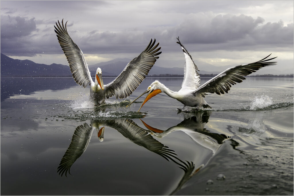 Deji Okubadejo - Dalmatian pelicans hunting