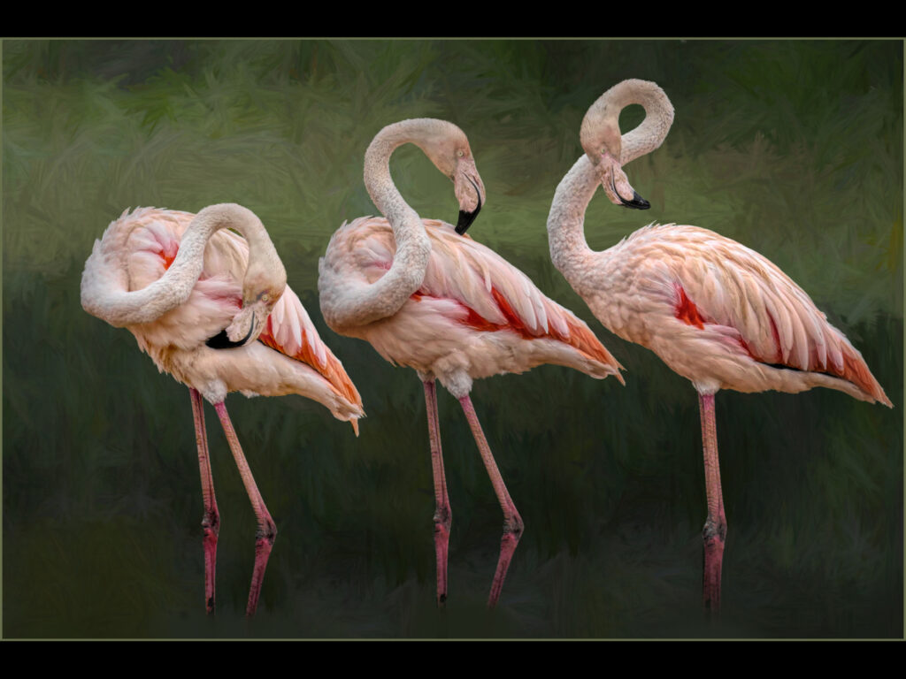 Jo Monro - Flamingo Trio