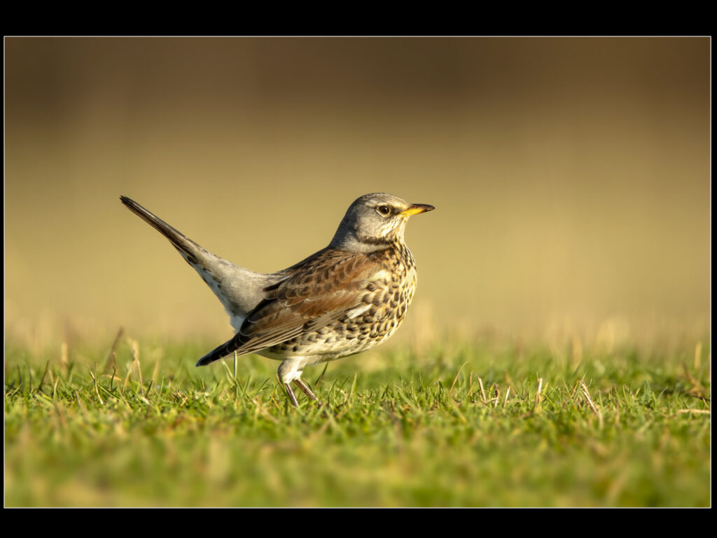 Richard Parkes - Fieldfare
