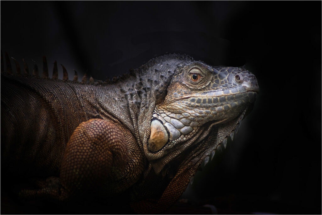 Kevin Faulkner - A portrait of a Monitor Lizard